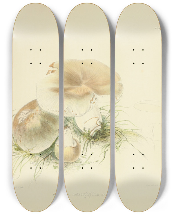 Triptych art skateboard deck of Anna Maria Hussey Illustrations Of British Mycology Pl84 by Anna Maria Hussey (1805-1853)