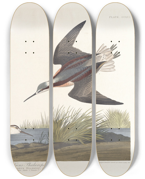 Triptych art skateboard deck of John James Audubon Wilsons Phalarope by John James Audubon (1785-1851)