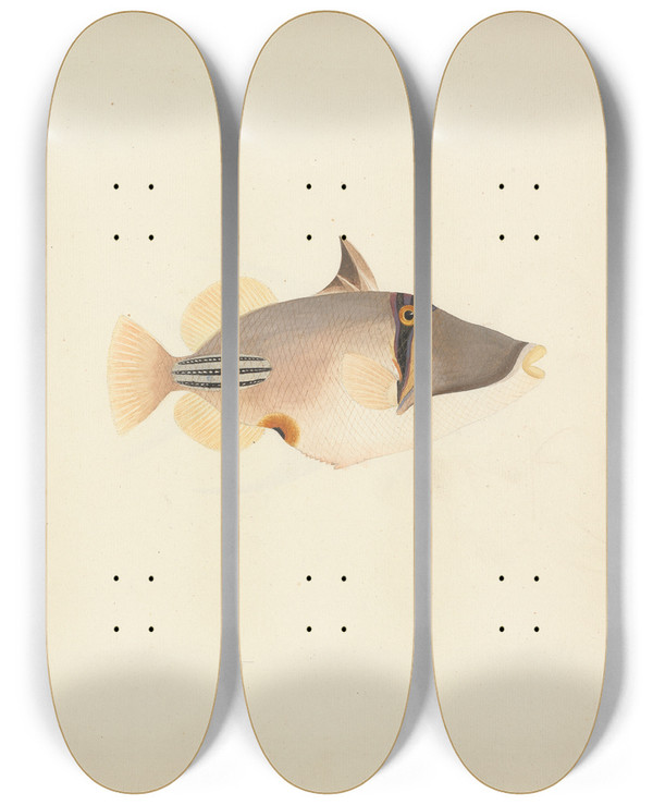 Triptych art skateboard deck of Luigi Balugani Unidentified Fish_18 by Luigi Balugani (1737-1770)