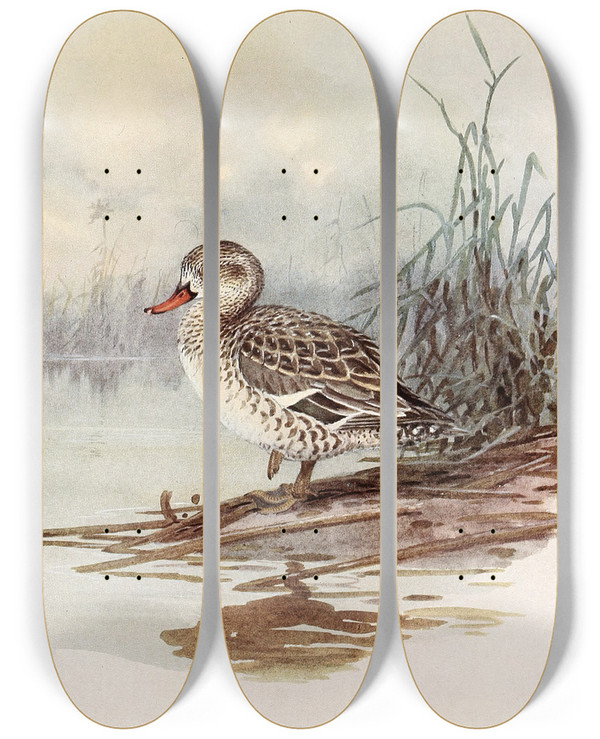 Triptych art skateboard deck of Allan Brooks Cape Teal by Allan Brooks (1869-1946)