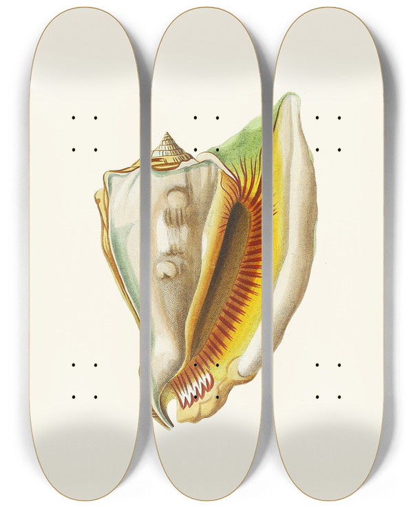 Triptych art skateboard deck of Heinrich Carl Kster Die Flugelschnecken Strombea Pl10 by Heinrich Carl Kuster (1807-1876)