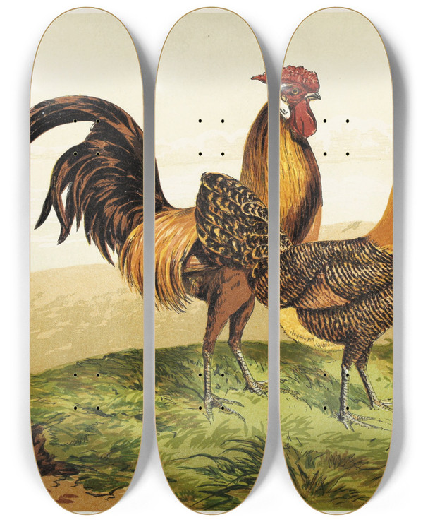 Triptych art skateboard deck of Harrison Weir Golden Pencilled Hamburghs by Harrison Weir (1824-1906)
