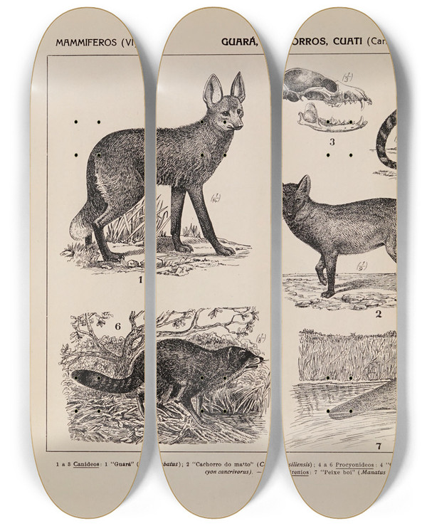 Triptych art skateboard deck of Rodolpho Von Ihering Atlas Da Fauna Do Brasil Pl35 by Rodolpho Von Ihering (1883-1939)