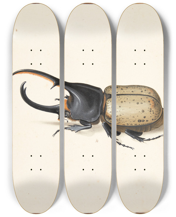 Triptych art skateboard deck of Pieter Holsteijn En Herkulesbille Dynastes Hercules by Pieter Holsteijn