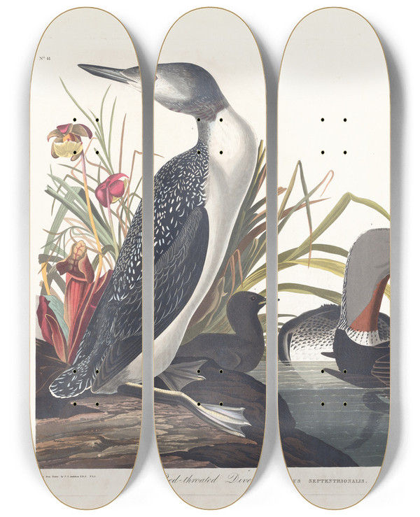 Triptych art skateboard deck of John James Audubon Redthroated Diver by John James Audubon (1785-1851)