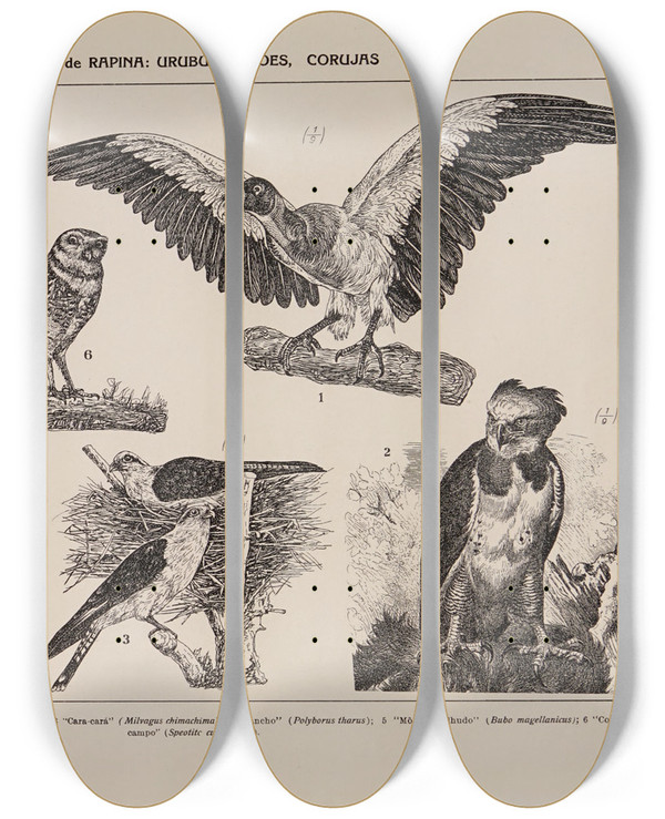 Triptych art skateboard deck of Rodolpho Von Ihering Atlas Da Fauna Do Brasil Pl25 by Rodolpho Von Ihering (1883-1939)