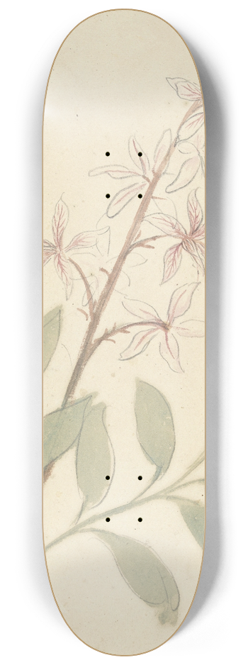 Elias van Nijmegen - Bloemstudie 8.25 inch art skate deck