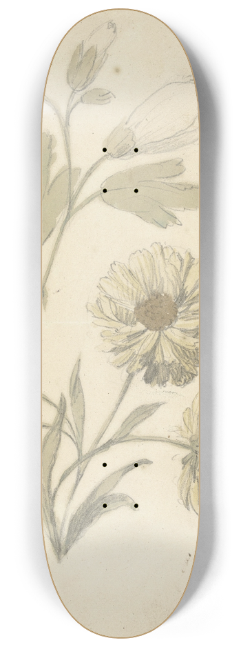 Elias van Nijmegen - Studies van zonnebloemen en dialtia 8.25 inch art skate deck