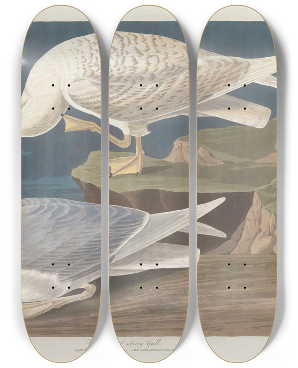Triptych art skateboard deck of John James Audubon Whitewinged Silvery Gull by John James Audubon (1785-1851)