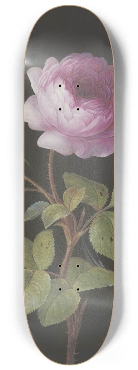 Elisabeth Christina Matthes - Rosa Rose (Rosa) mit sich einspinnender Raupe und Bluling 8.25 inch art skate deck