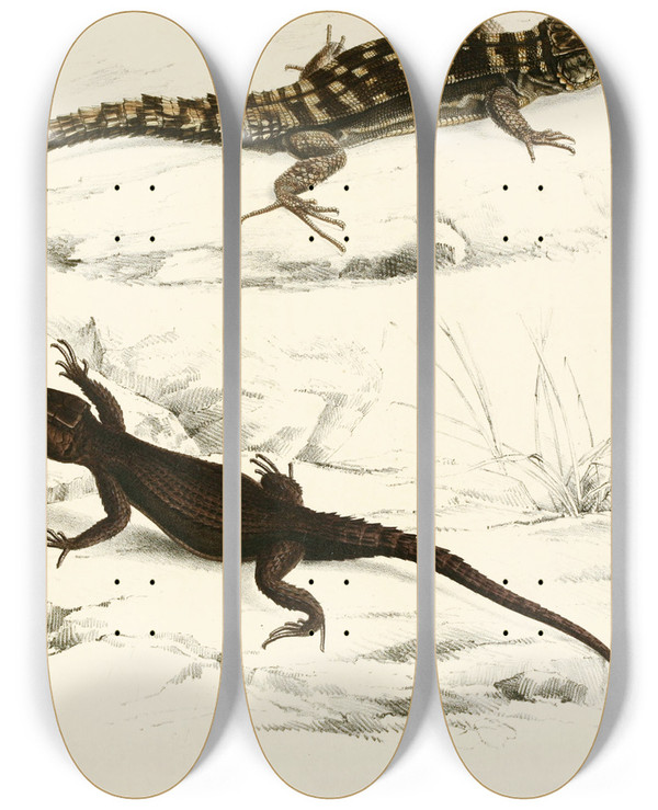 Triptych art skateboard deck of Sir Andrew Smith Cordylus Fasciatus Cordylus Capdensis by Sir Andrew Smith (1797-1872)