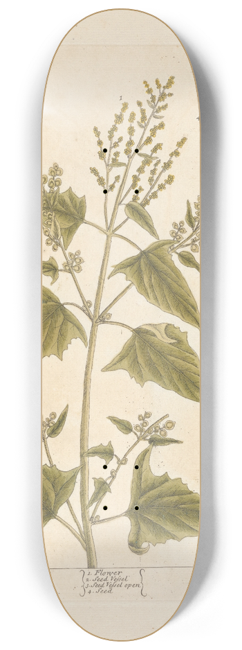 Elizabeth Blackwell - Arrach 8.25 inch art skate deck