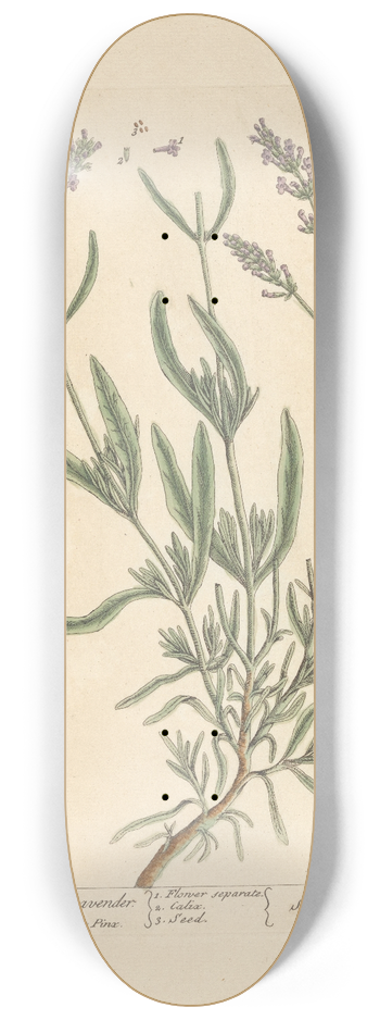 Elizabeth Blackwell - Broad leaved lavender 8.25 inch art skate deck