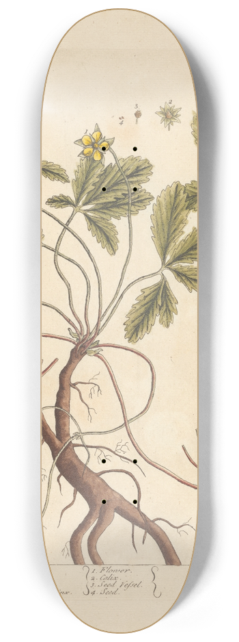 Elizabeth Blackwell - Cinquefoil 8.25 inch art skate deck