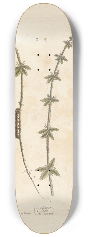 Elizabeth Blackwell - Cross-wort 8.25 inch art skate deck