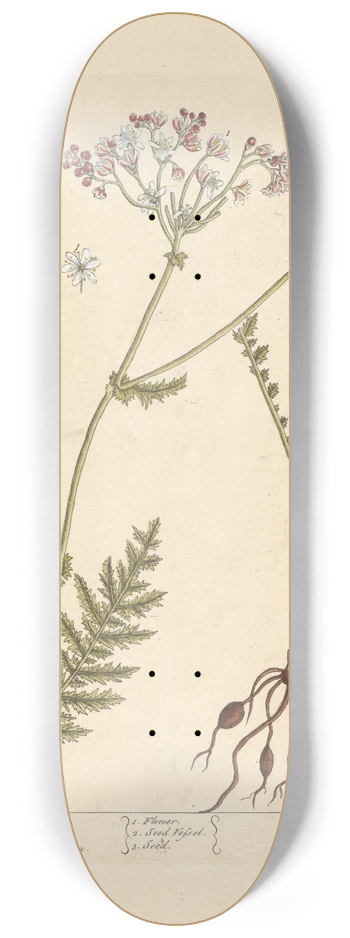 Elizabeth Blackwell - Dropwort 8.25 inch art skate deck