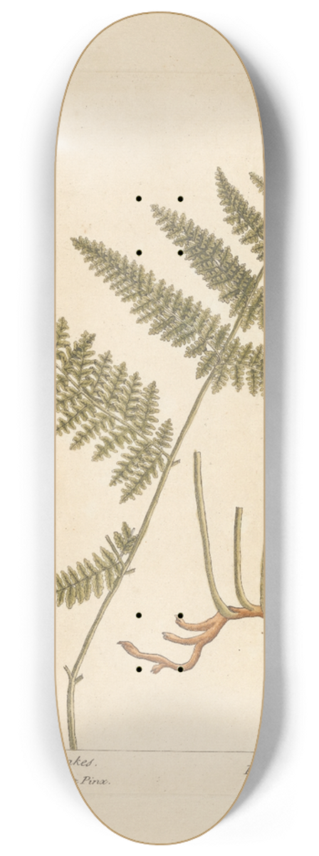 Elizabeth Blackwell - Female fearn or brakes 8.25 inch art skate deck