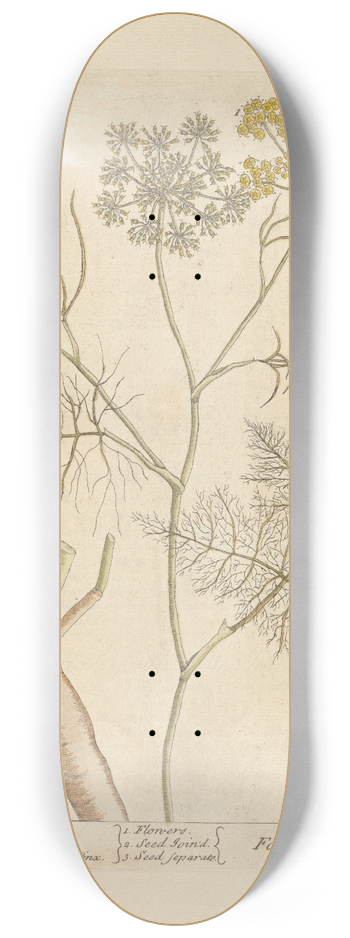 Elizabeth Blackwell - Fennel 8.25 inch art skate deck