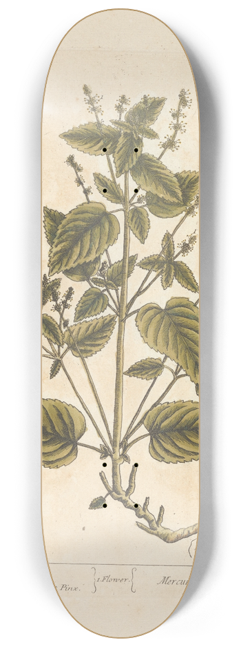 Elizabeth Blackwell - French Mercury 8.25 inch art skate deck