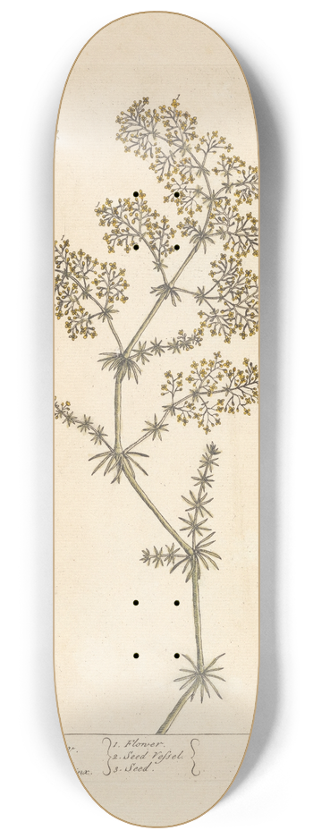 Elizabeth Blackwell - Ladies bedstran 8.25 inch art skate deck