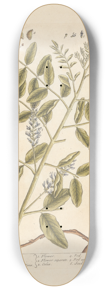 Elizabeth Blackwell - Liquorice 8.25 inch art skate deck