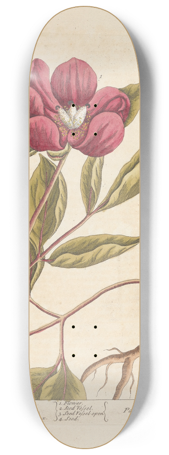 Elizabeth Blackwell - Male-piony 8.25 inch art skate deck