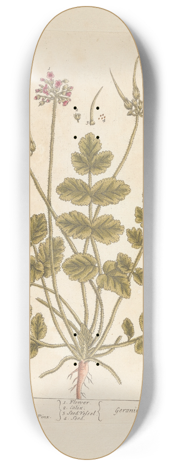 Elizabeth Blackwell - Musk cranes bill 8.25 inch art skate deck