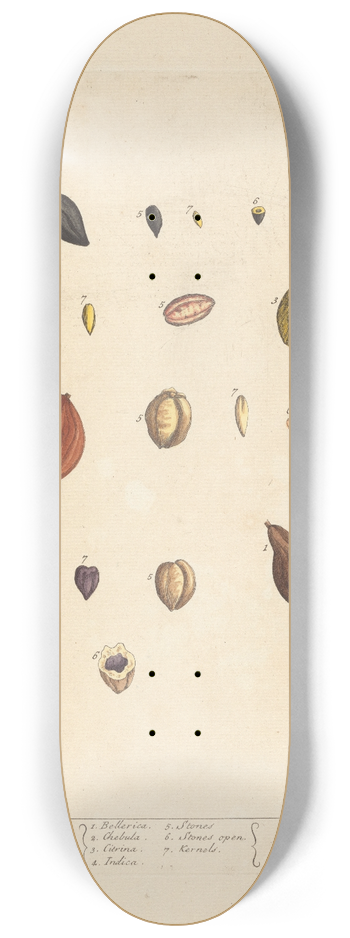 Elizabeth Blackwell - Myrobalans 8.25 inch art skate deck