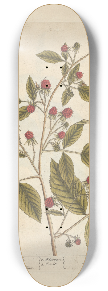 Elizabeth Blackwell - Raspberry bush 8.25 inch art skate deck