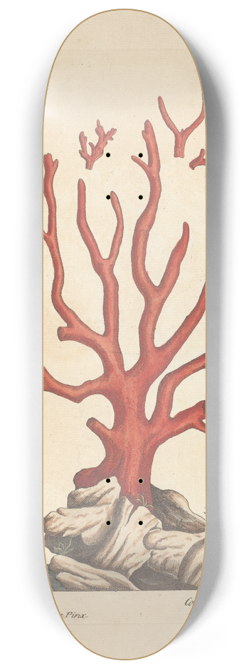 Elizabeth Blackwell - Red coral 8.25 inch art skate deck