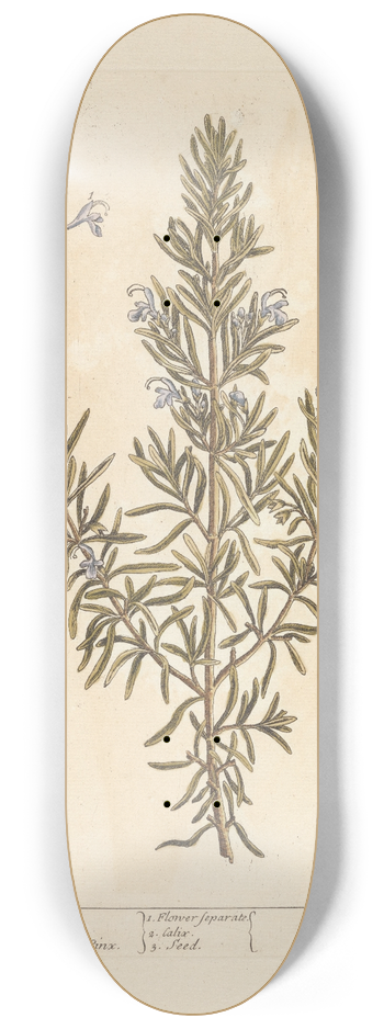 Elizabeth Blackwell - Rosemary 8.25 inch art skate deck