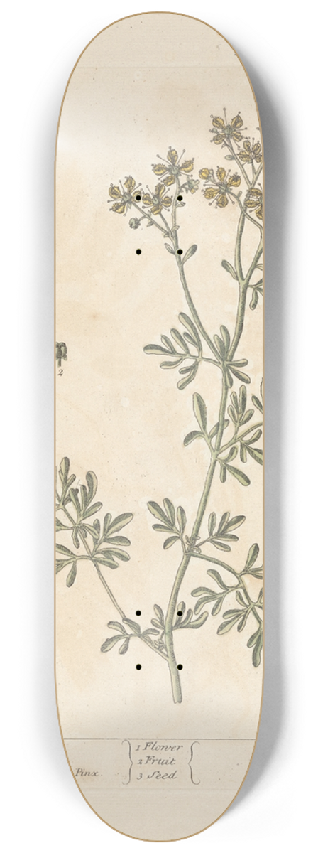 Elizabeth Blackwell - Rue 8.25 inch art skate deck