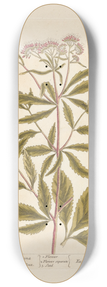 Elizabeth Blackwell - The eupatorium of avicenna 8.25 inch art skate deck