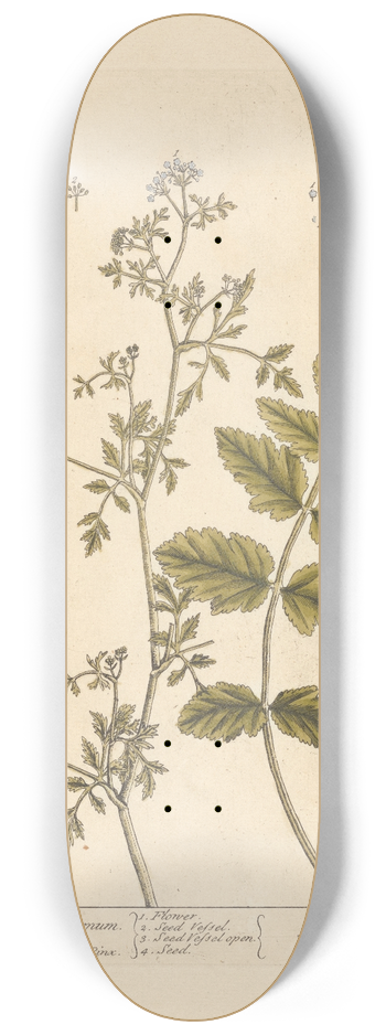 Elizabeth Blackwell - The German amomum 8.25 inch art skate deck