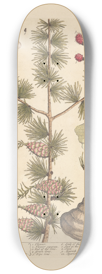 Elizabeth Blackwell - The larch tree 8.25 inch art skate deck