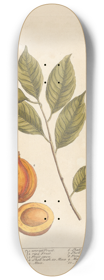 Elizabeth Blackwell - The nutmeg 8.25 inch art skate deck