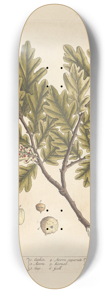 Elizabeth Blackwell - The oak 8.25 inch art skate deck