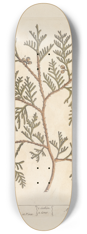 Elizabeth Blackwell - The tree of life 8.25 inch art skate deck