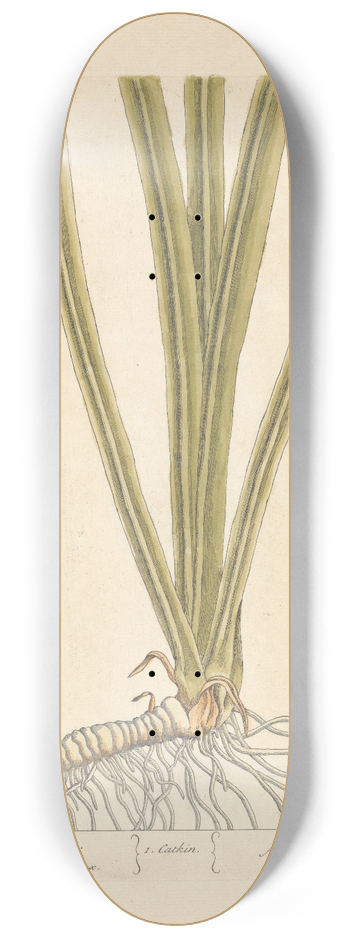 Elizabeth Blackwell - The true acorus 8.25 inch art skate deck