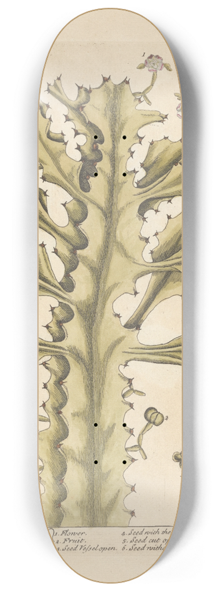 Elizabeth Blackwell - The true euphorbium 8.25 inch art skate deck