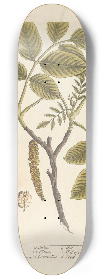 Elizabeth Blackwell - The wallnut 8.25 inch art skate deck