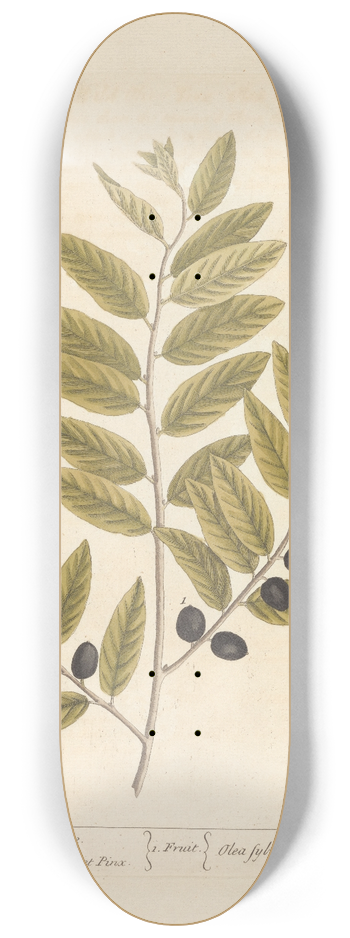 Elizabeth Blackwell - The wild olive tree 8.25 inch art skate deck