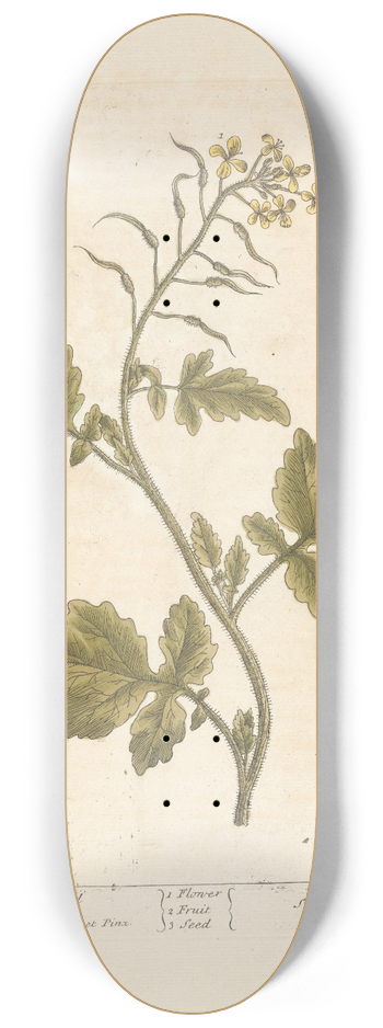 Elizabeth Blackwell - White mustard 8.25 inch art skate deck