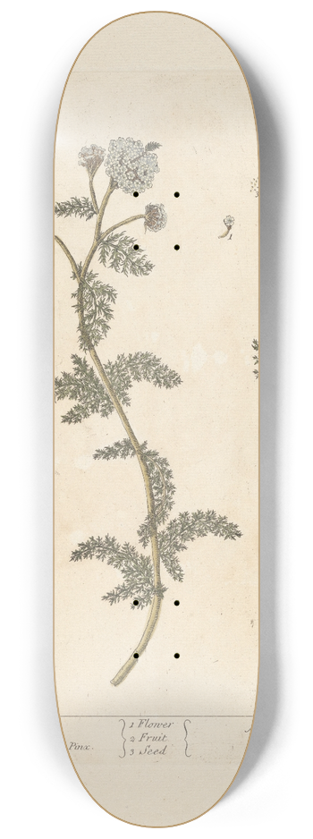 Elizabeth Blackwell - Yarrow 8.25 inch art skate deck