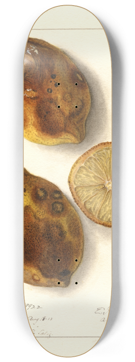 Ellen Isham Schutt - Citrus limon 8.25 inch art skate deck