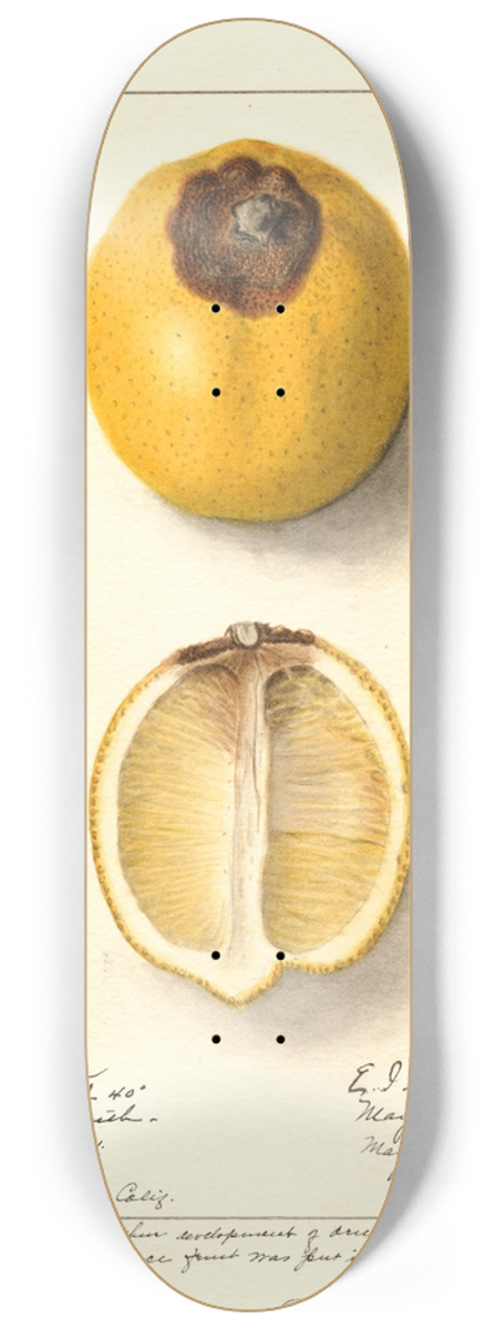 Ellen Isham Schutt - Citrus limon 8.25 inch art skate deck