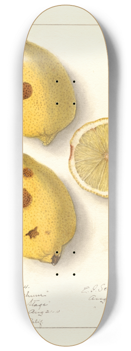 Ellen Isham Schutt - Citrus limon 8.25 inch art skate deck