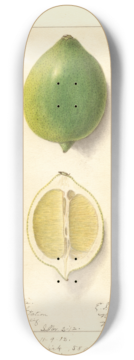 Ellen Isham Schutt - Citrus limon: Eureka 8.25 inch art skate deck