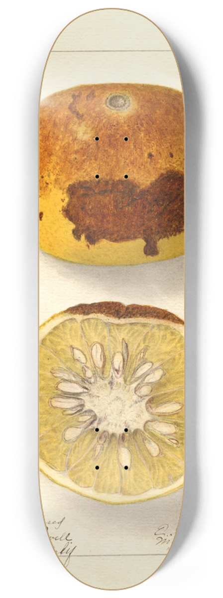 Ellen Isham Schutt - Citrus paradisi 8.25 inch art skate deck