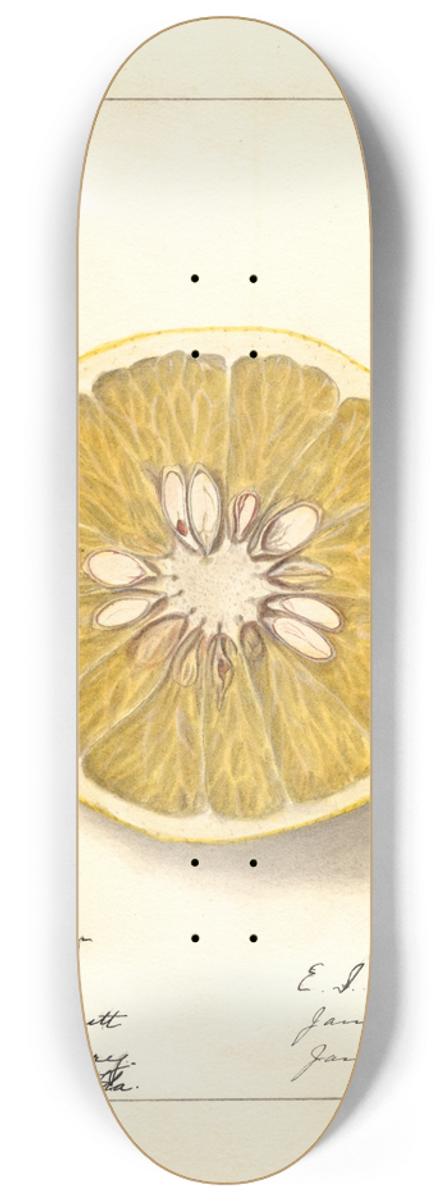Ellen Isham Schutt - Citrus paradisi: Royal 8.25 inch art skate deck